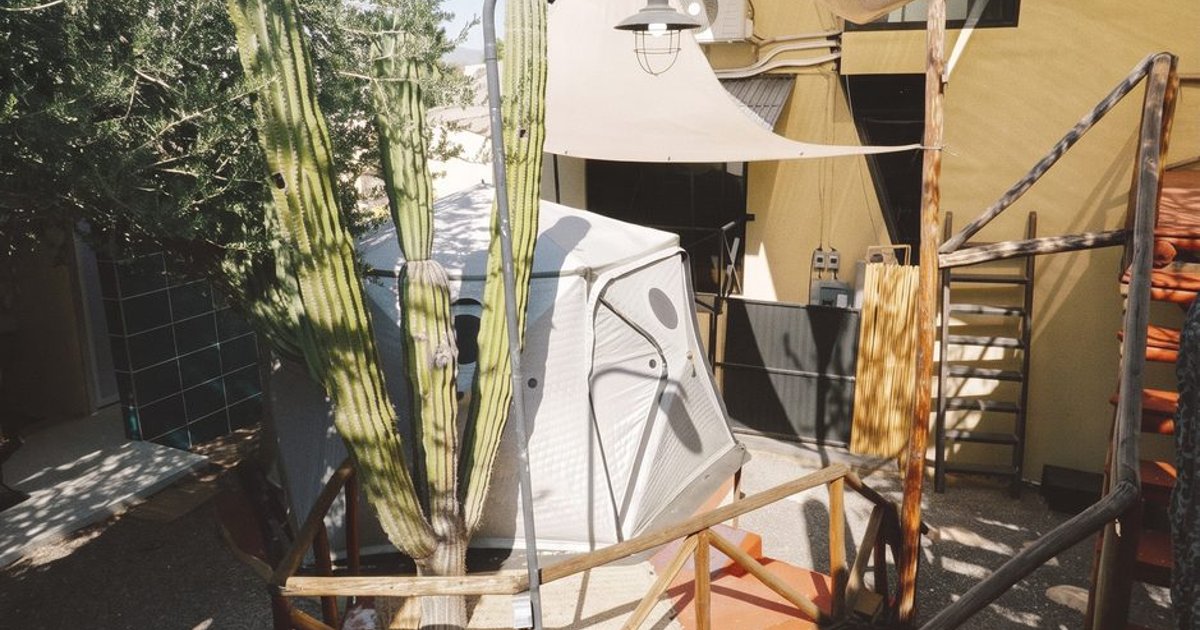 A glamping tent on a wooden platform among cardón cacti at Casa del Tío